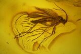 Four Fossil Flies (Diptera) In Baltic Amber #207530-3